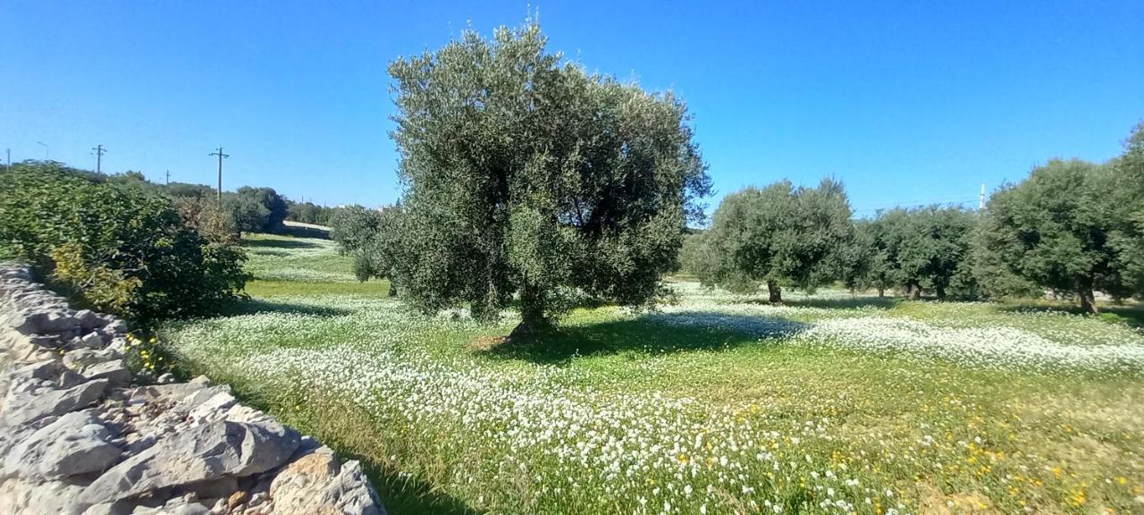 Appartamento Casa Coleo Monopoli Esterno foto